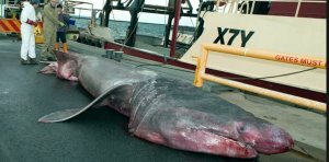 extremely-rare-6-3-metre-shark-caught-off-the-australian-coast-after-80-yearsftrd