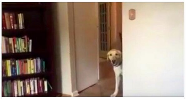 this-dog-is-terrified-of-doorways-so-he-comes-up-with-a-hilarious-solution-to-get-through-themftrd