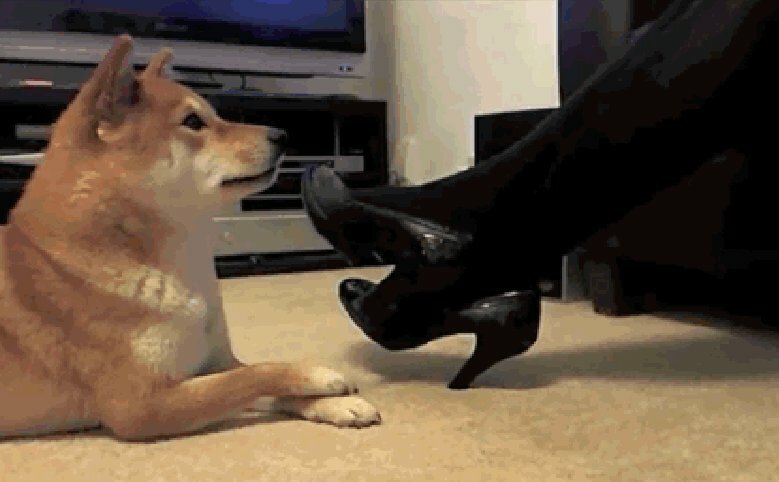 12-gifs-of-animals-being-so-polite-its-almost-humanftrd